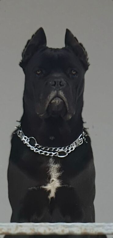 cane corso qiymeti: Kane-Korso, 1 ay, Erkek, Ünvandan götürmə