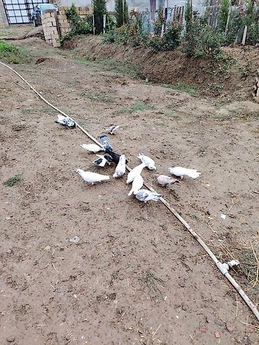 bildircin quşu: Göyərçinlər kom satılır icinde 4 saata kimi ucan goyercinler var - — 2