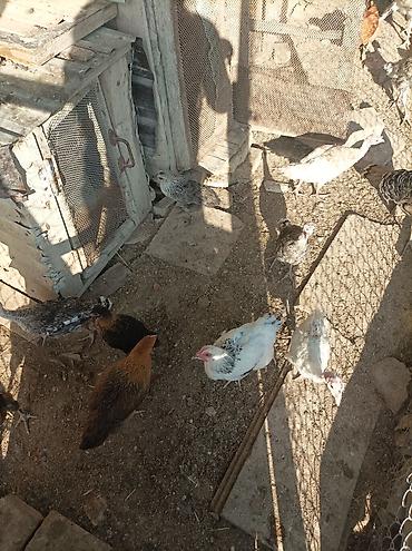 тап аз птицы: Satılır ana hindusqalar 5 dene bala hindusqalar 12 dene cuceler 2 — 3