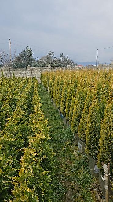 agac tinglerinin satisi: Ucuz qiymete qazon. var. 0Thuja və iynəyarpaqlı dekorativ ağaclar – — 1