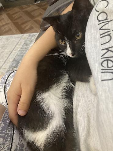 котенок купить: Кошка даром: Беспородная, 4 месяца, Мальчик, Приучена к лотку — 1