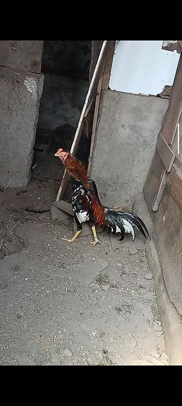 tap az goyercin satisi: Super cins heyratilar satilir isimle elaqadar tərgidirem deye hamsini — 1