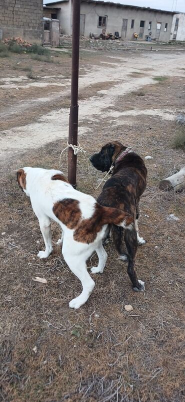 it pitpul: Qurdbasar, 1 il, Dişi, Peyvəndli, Ödənişli çatdırılma