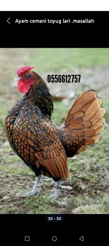 Xoruzlar: Tek 100 ayam zemani cut 200m .qap — 30