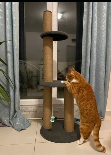 Oprema za kućne ljubimce: Grebalice penjalice visina od 50 cm do 200 cm — 17