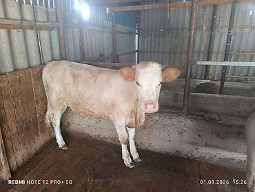Продаю | Корова (самка) | Для молока | Привязанные — 3