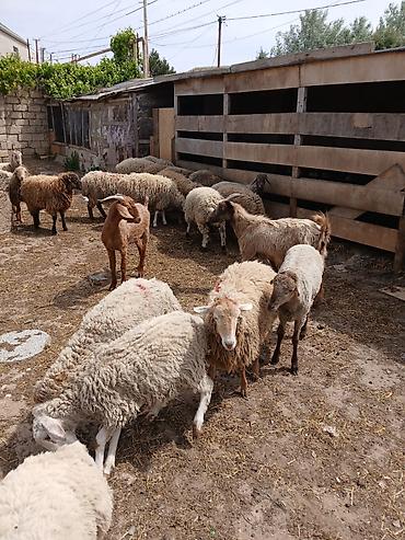Mal-qara: Salam. 7-8 aylıq bordaq erkək quzular satılır. 36-42kq arası — 4