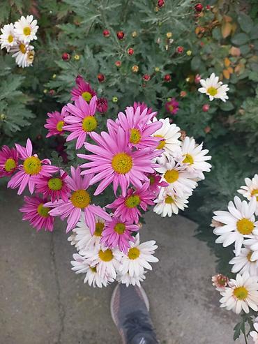 Другие виды семян и саженцев: Саженцы хризантем с пышной зеленой листвой, готовые к пересадке — 10