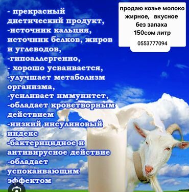 козу чарба: Козе молоко
город Ош
южный