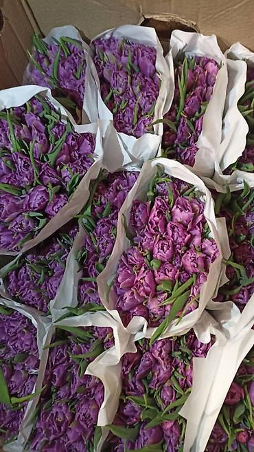 Букеты из живых цветов: Тюльпан оптом и в розницу,Тюльпаны срезанные, сортовые, упаковка по — 1