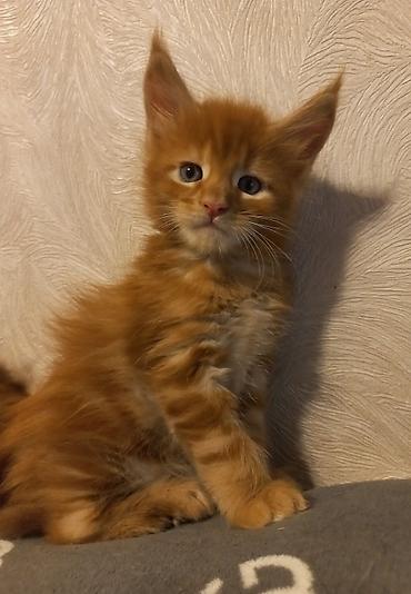Продажа кошек: 🐾🐈Предлагаются к ранней брони очаровательные котята мейн-кун — 2