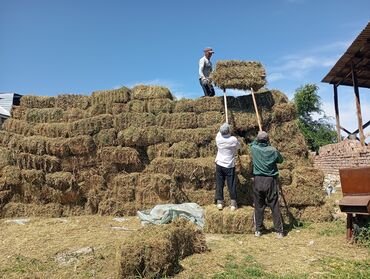 корм для быков: Клевер сено плотные 20 кг цена 210 сом из домас место, доставка