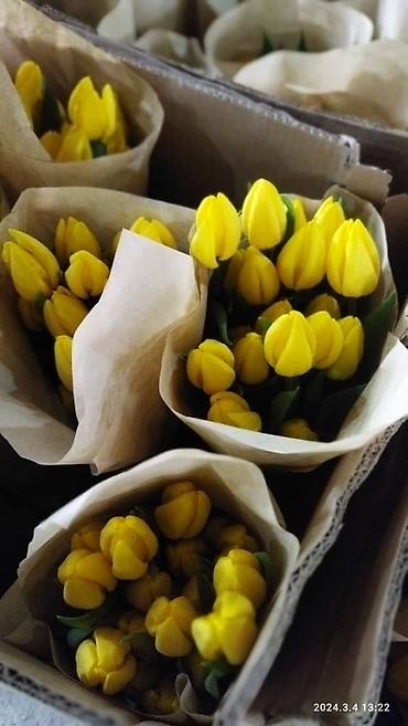 Букеты из живых цветов: Продаем тюльпаны отличного качества, высота и бутон крупный, высокие — 13