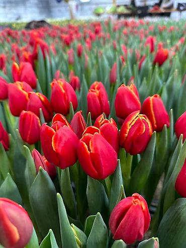 Цветы и букеты: Тюльпаны тепличного выращивания — срезка оптом. - Цвета — 6