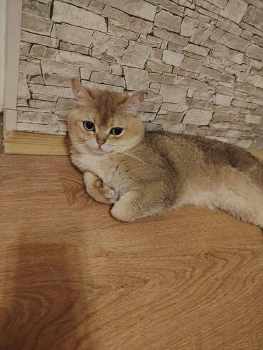 tuklu pişik: Qızıl şinşilla, Erkək, Cütləşmə üçün, Ünvandan götürmə