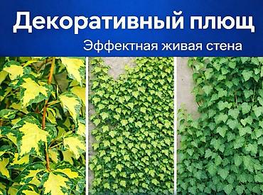 Другие садовые цветы и кустарники: Https://t.me/blooming_garden_kg Редкие и эффектные декоративные — 22