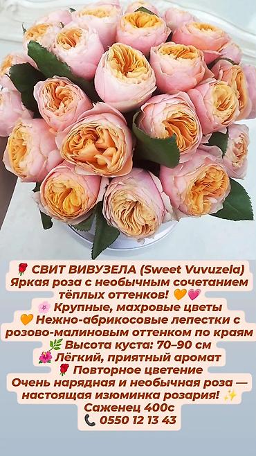 Прожекторлор: Кустовые розы в наличии. Отправляю саженцы по Кыргызстану. Цена на — 6