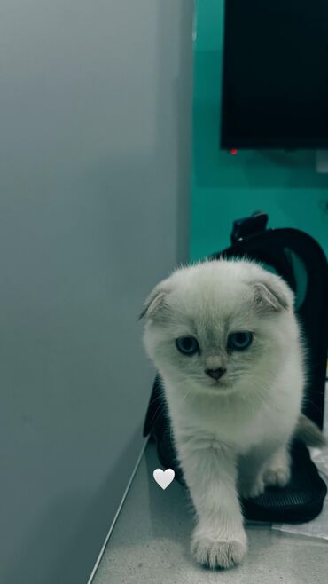 Pişiklər: Şotland, Erkək, Dişi, Yaxşı əllərə, Ünvandan götürmə, Pulsuz çatdırılma, Ödənişli çatdırılma — 33