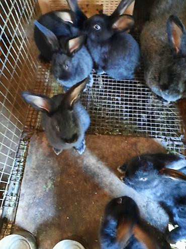 Кролики: Продаю | Крольчата | Племенные — 4