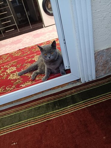 котёнок в добрые руки: Плюшевый серый кот с янтарными глазами - Порода: похож на британского