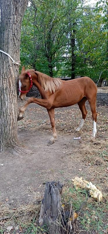 Продам с/х животных: Продаю | Жеребенок | Дончак | Рабочий — 3