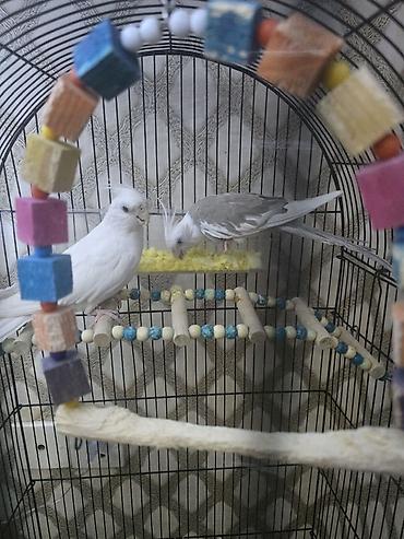 Qəfəslər: Məhsul: Nimfa (Cockatiel) cütü və aksesuarlarla geniş qəfəs dəsti — 6