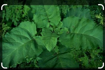 Комнатные растения: Куплю листья лопуха и одуванчики вместе с корнями