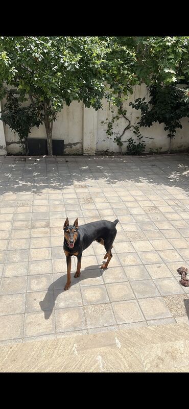 İtlər: Doberman, 2 il, Erkek, Sənədli, Ünvandan götürmə