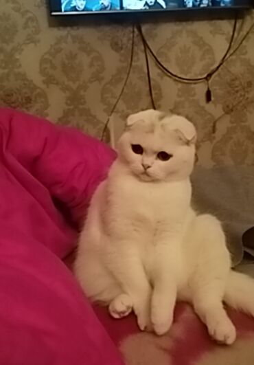 şotlant pişiyi: Шотландская, Самка, Самовывоз