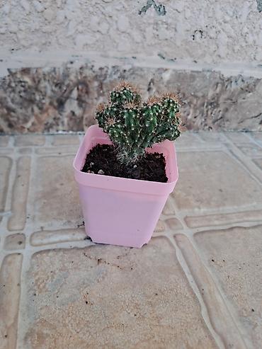 xoruz otu bitkisi: Mini kaktus – çoxgövdəli, tikanlı, dekorativ sukulent. - Qab: kvadrat — 2