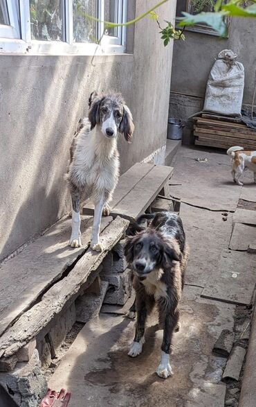 бесплатные животные: Потерялись собаки породы Тайган мальчик и девочка. Потерялись в городе