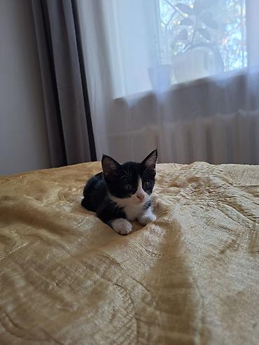 взять бесплатно котенка: 1 месяц, Девочка — 4