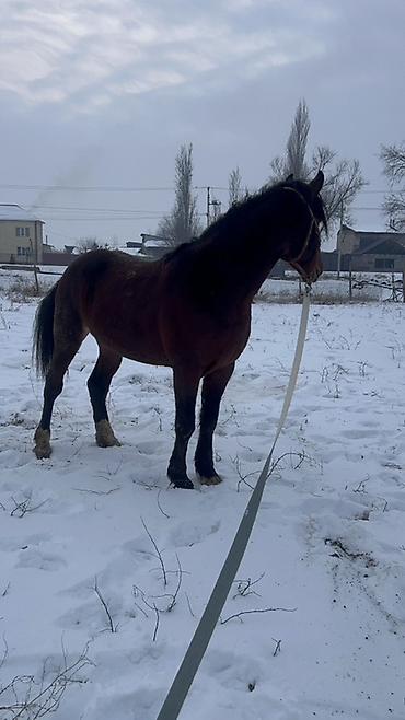 Лошади, кони: Продаю | Жеребец | Полукровка | Для разведения | Племенные — 7
