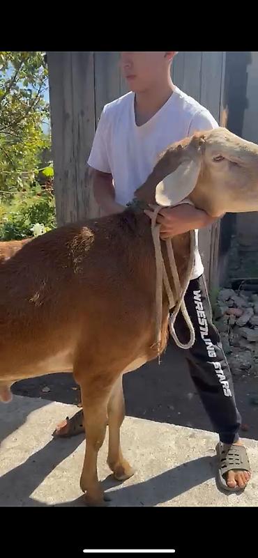 Баран, овца: Продаю | Баран (самец) | Арашан | Для разведения | Племенные, Осеменитель — 4