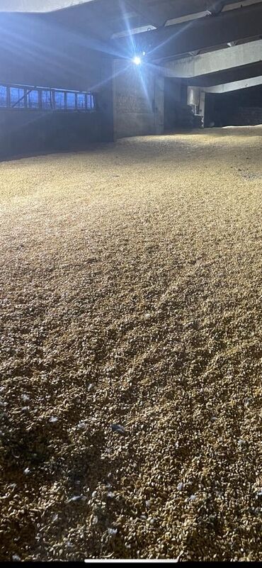 попкорн жугору: Продаю
жугору
кукурузу,
 150 тонн сорт Андромеда