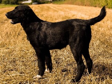 İtlər: Алабай (Alabay) Племенной питомник предлагает щенков среднеазиатской — 19