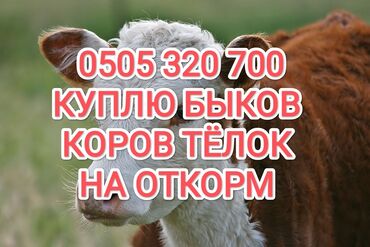 ржавая кошка купить: Куплю | Коровы, быки, Лошади, кони | На откорм, Откормленные