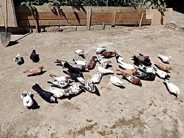 qus yuvalari: Salam quslar maşdagadadi hopdom 7manatdan tek tek sec götur 10manat — 4