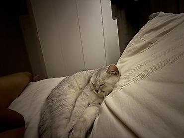 сливы пантера котедж: Шотландская вислоухая кошка (окрас серебристый шиншилла) - Порода — 3