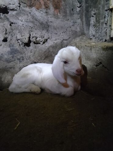 Козы, козлы: Продаю | Козёл (самец) | Битал | Для разведения — 23