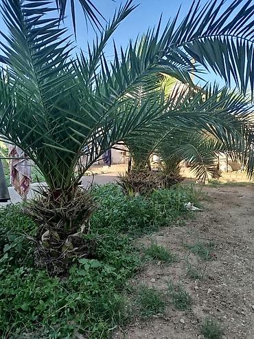 palma gülü: Xurma (xurma xurması) palmaları – peyzaj üçün dekorativ iri kollar — 1