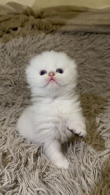 Pişiklər: Şotland — 4