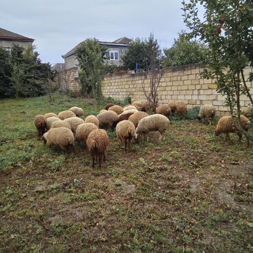 körpə quzu: Quzular tecili satilir 31 bas quzudur .Quba rayonundadi qiymet 9 min