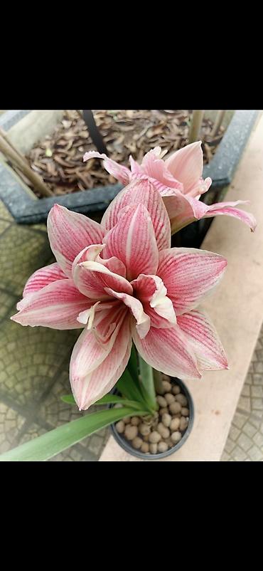 Digər bitkilər: Hippeastrum (Amarillis) soğanlı dekorativ çiçəklər – bir neçə rəng və — 9