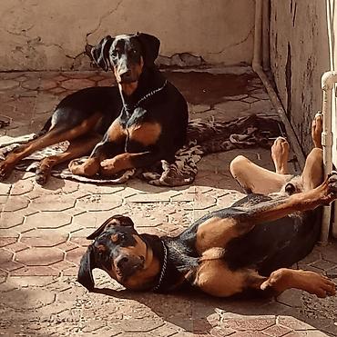 dişi doberman: Doberman, 1 ay — 1