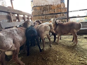 Бараны, овцы: Продаю | Баран (самец), Овца (самка) | На забой — 2