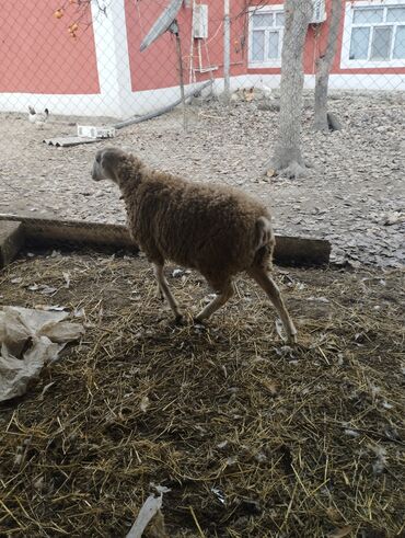 Qoyunlar, qoçlar: Hər ikisi cins quzlaridir iksdə dişdir 5-6 aylıq quzlardir qiyməti — 8