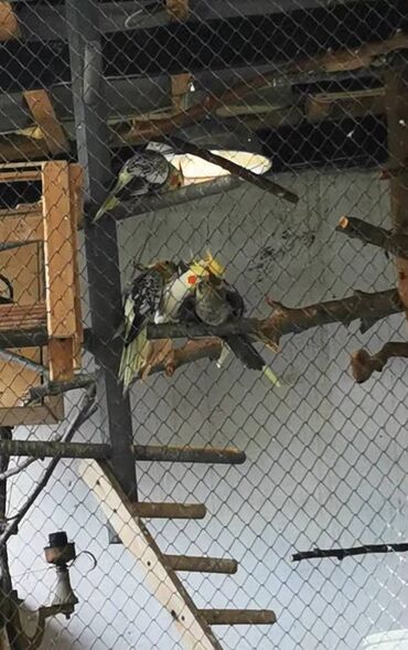 Quş: 9 ədəd korella bir ailədən çoxalıb. Hazırda 4 cüt dur yumurtlayır — 10