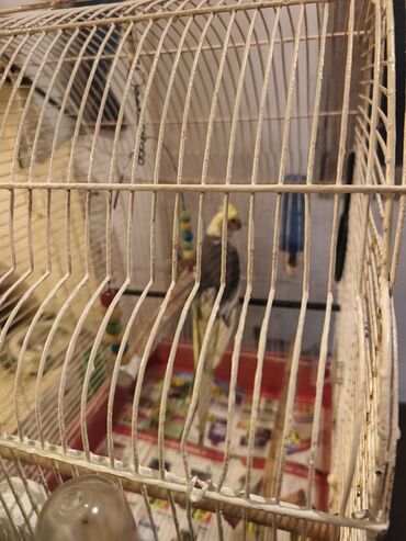 Tutuquşları: Nymph parakit (cockatiel) – boz-sarı rəngli, başında sarı çələk və — 4