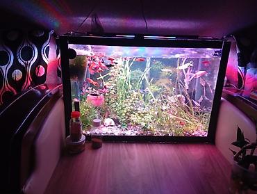Akvarium 82 -ltrlik satilir‼️170 azn.(koc sebebile)olcu 60+40+35